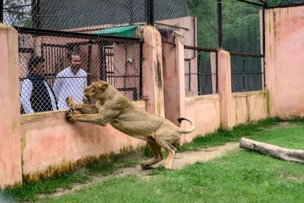lion