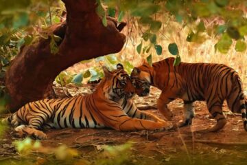 5 Days 4 Night Delhi, Jaipur & Agra with Ranthambore Golden Triangle Tour
